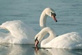 Lovely Swans at sunrise in winter Royalty Free Stock Photo