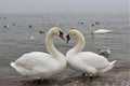 Lovely Swans Royalty Free Stock Photo