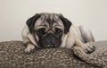 Lovely sweet pug puppy dog, lying down on cushions,