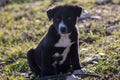 Lovely and sweet puppy resting with tender look and clear eyes