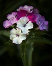 Lovely Sweet William Flowers In Sparkling Light