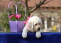 The lovely sweet yellow labrador puppy on the blue