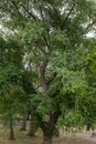 A lovely tall skinny tree, bright green leafs. Finsbury Park Royalty Free Stock Photo