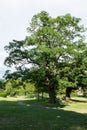 A lovely tall tree, Alexandra park, UK