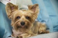 Lovely tan Yorkshire Terrier dog