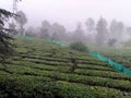 Lovely tea garden Injoy