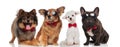 Lovely team of four elegant dogs with red bowties