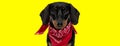 Lovely Teckel looking forward and wearing red bandana Royalty Free Stock Photo