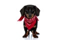 Lovely Teckel puppy looking forward wearing red bandana Royalty Free Stock Photo