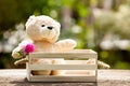 Lovely teddy bear in wooden box on wood, Concept of love hope a