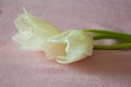 Lovely tender flowers of tulips of creamy white color. Still life. Calm pink background