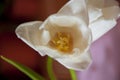 Lovely tender flowers of tulips of creamy white color. Still life. Calm pink background