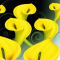 Lovely tender yellow callas with green leaves. Greeting card or label for product with calla lily fragrance. Green
