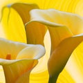 Lovely tender yellow callas with green leaves. Greeting card or label for product with calla lily fragrance. Yellow