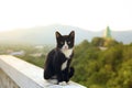 Lovely thai black and white cat sitting on terrace against beaut Royalty Free Stock Photo