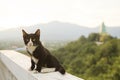 Lovely thai black and white cat sitting on terrace against beaut Royalty Free Stock Photo