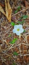 Lovely tiny white flower part five