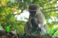 Lovely and touching mom and baby monkeys. Care and love Royalty Free Stock Photo