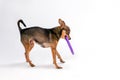 Lovely toy-terrier with purple hoola hoop. Royalty Free Stock Photo