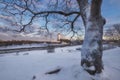 Lovely tree on background Castle in the city of Vyborg in winter on the island