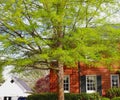 Tree Lovely With Spring Leaves Graces Front of Brick Home Royalty Free Stock Photo