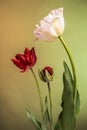 Trio of tulip flowers on abstract sunrise background