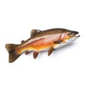 Lovely Trout: Real Brown Trout On White Background With Bold Chromaticity