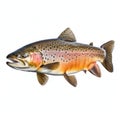 Lovely Trout - Realistic Portrayal Of A Rainbow Trout