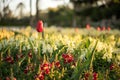 Lovely tulip Standing Over White Flowers Royalty Free Stock Photo