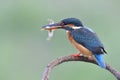 Lovely turqouise blue bird, common kingfisher hunting white fish for its first meal in early morning