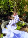 Lovely turquoise flowers. Beautiful Plumbago auriculata Lam in a pot. Plumbago auriculata Lam and the morning sun Royalty Free Stock Photo