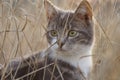 Lovely turtle cat portrait in the dry golden grass