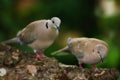 Lovely turtle dove - elegant and beautiful. a pair of turtle doves in nature.