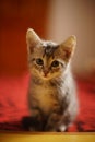 Lovely turtle grey kitten sitting portrait on red carpet