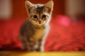 Lovely turtle kitten portrait on red carpet