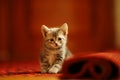 Lovely turtle kitten sits alone on red carpet floor