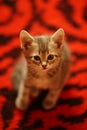 Lovely turtle kitten sits on red carpet with black stripes