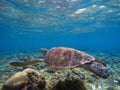 Lovely turtle underwater photo. Olive green turtle in tropical seashore. Royalty Free Stock Photo