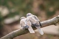 Lovely turtledove. Love birds on the tree.