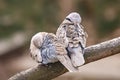 Lovely turtledove. Love birds on the tree.