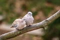 Lovely turtledove. Love birds on the tree. Kiss of birds.