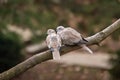 Lovely turtledove. Love birds on the tree.