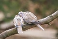 Lovely turtledove. Love birds on the tree.