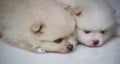 Lovely twin Pomeranian puppies selective focus