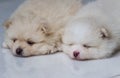 Lovely twin Pomeranian puppies selective focus