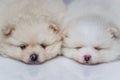 Lovely twin Pomeranian puppies selective focus