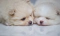 Lovely twin Pomeranian puppies selective focus