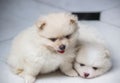 Lovely twin Pomeranian puppies selective focus