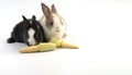 Lovely two baby bunny white, brown and black rabbits eating fresh baby corns while sitting together over isolated white background Royalty Free Stock Photo