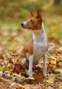 Lovely two-year-old dog breed Basenji sits on the autumn foliage